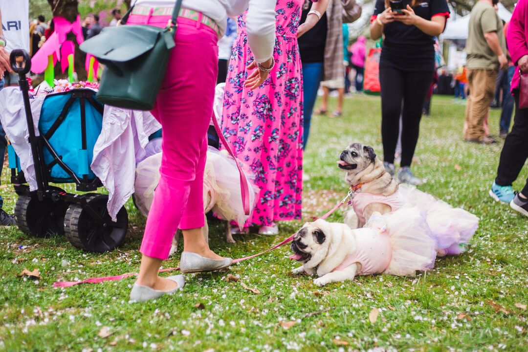 Cherry Blossom Festival