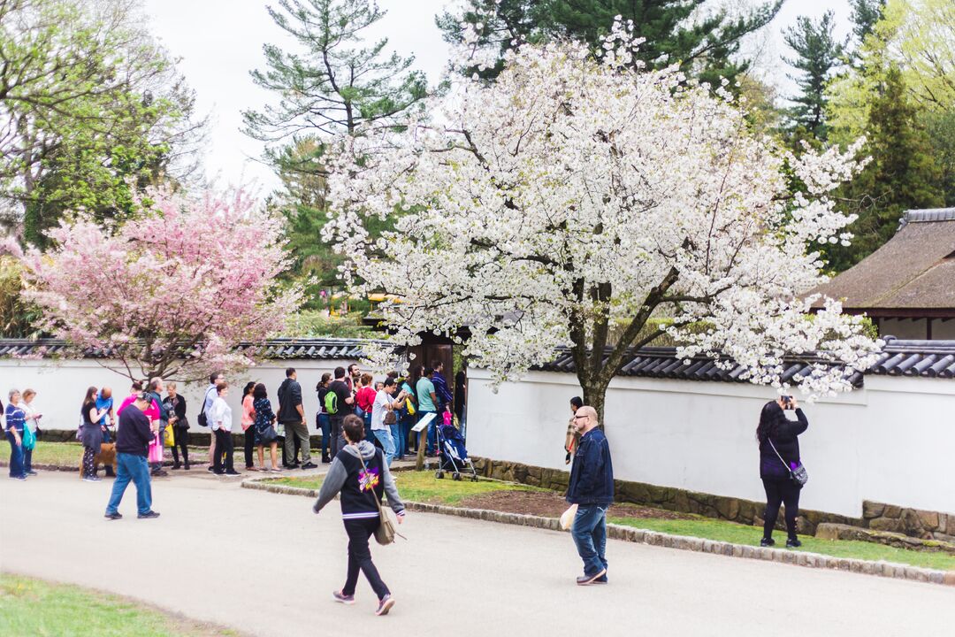 Cherry Blossom Festival