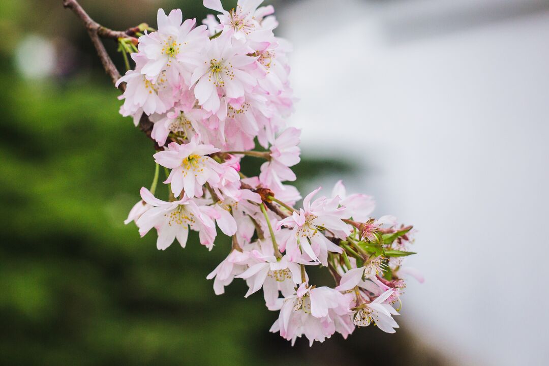 Cherry Blossom Festival