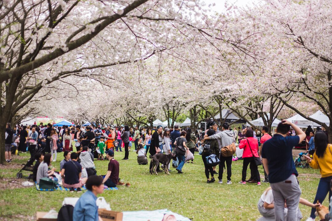 Cherry Blossom Festival