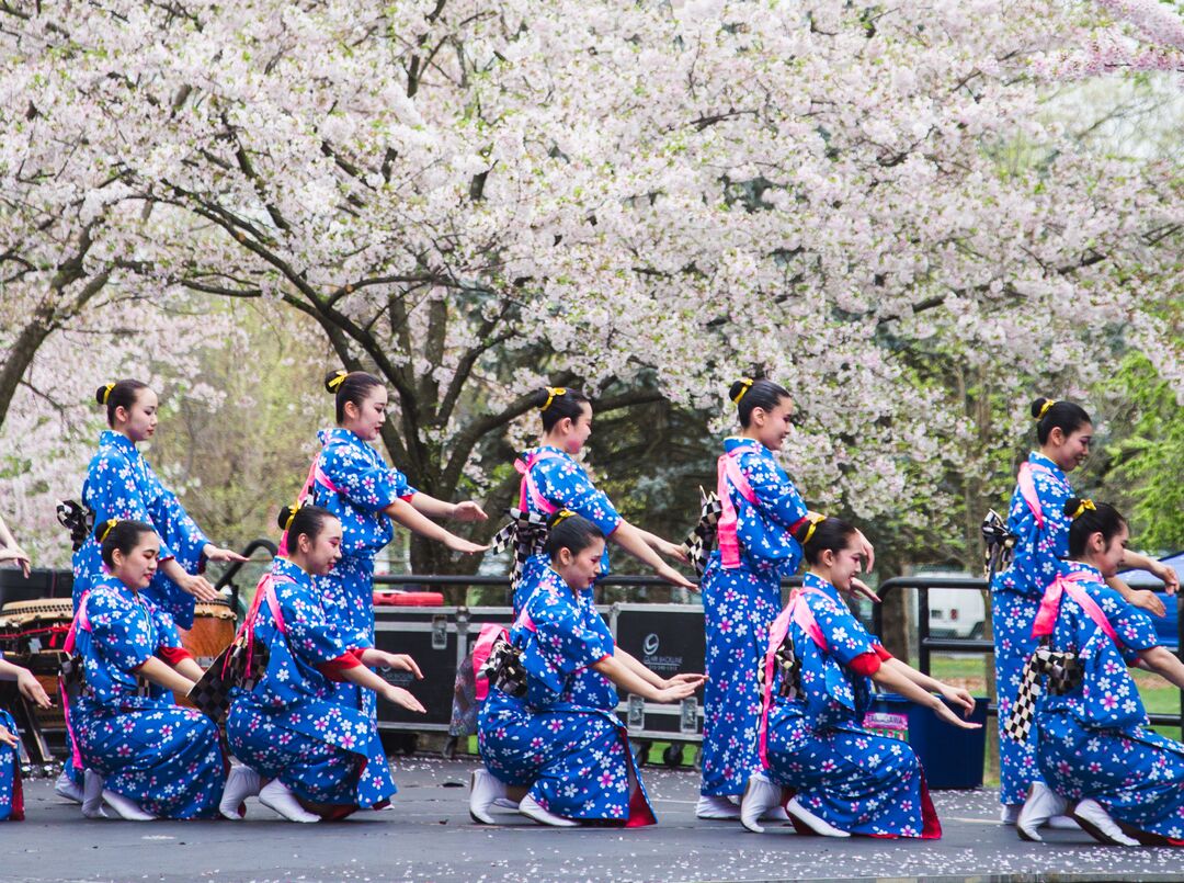 Cherry Blossom Festival