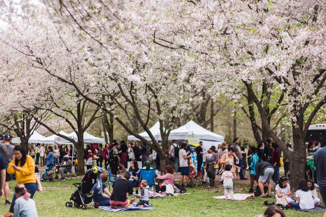 Cherry Blossom Festival