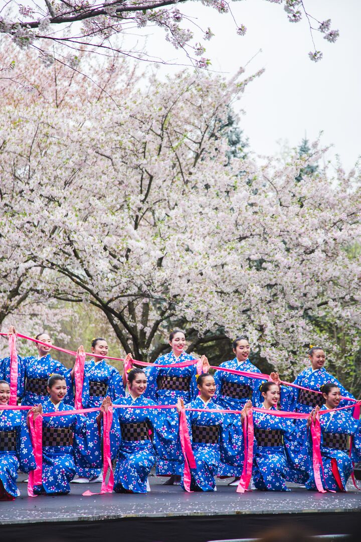 Cherry Blossom Festival