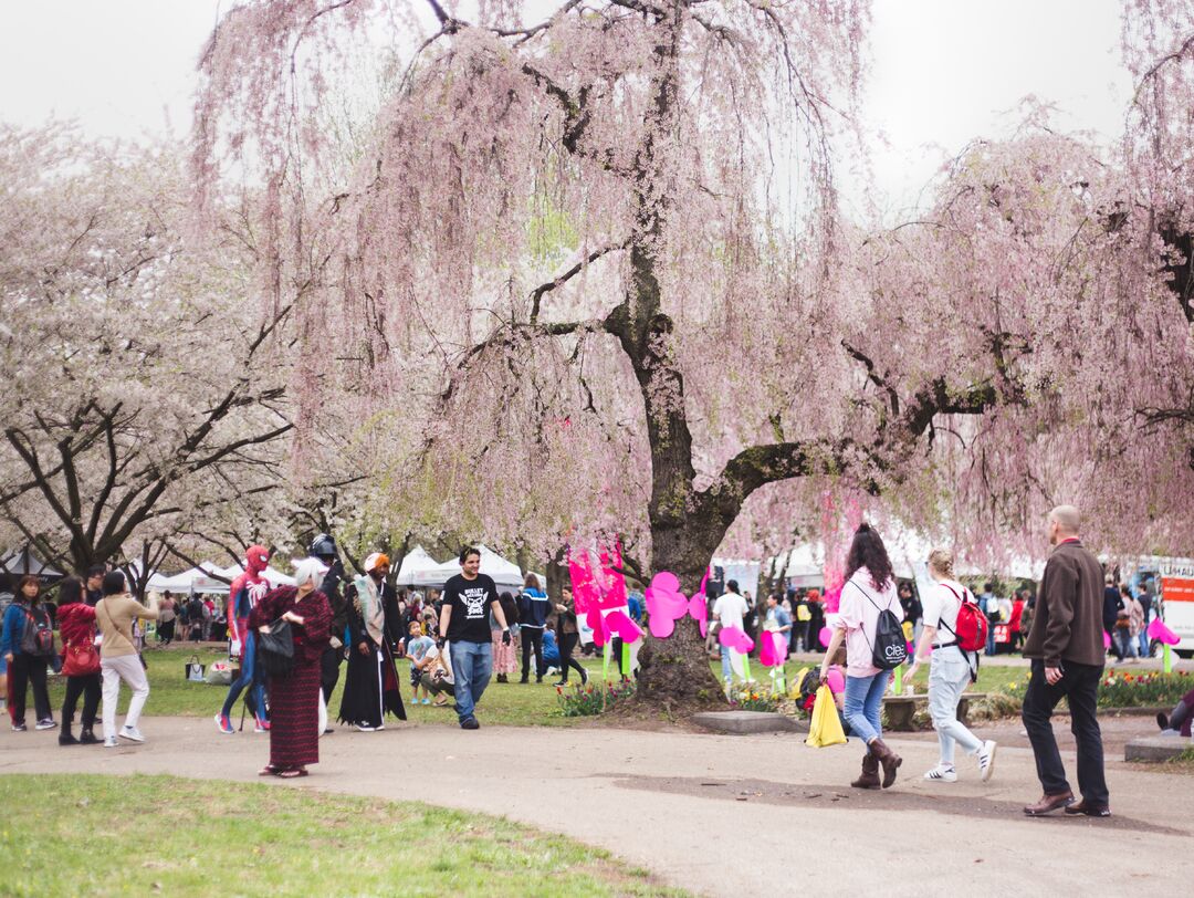 Cherry Blossom Festival