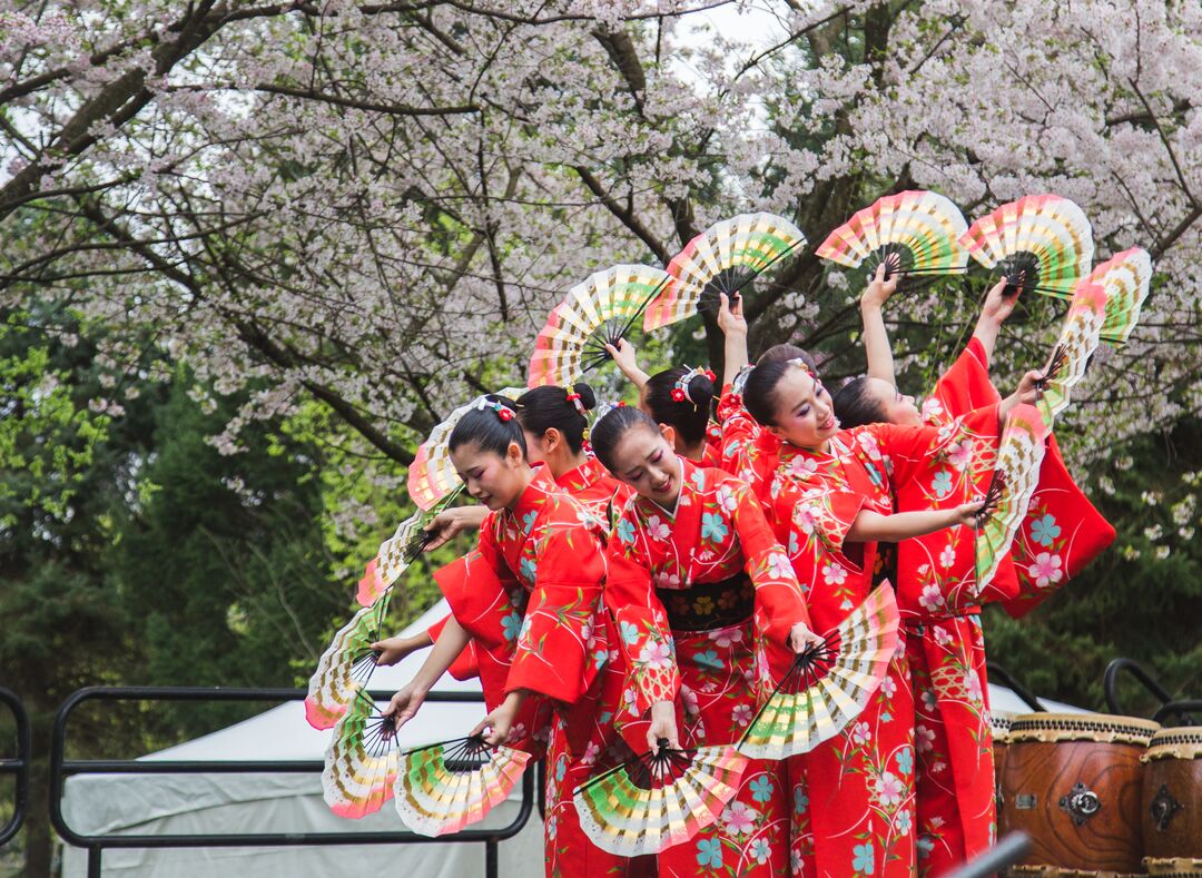 Cherry Blossom Festival