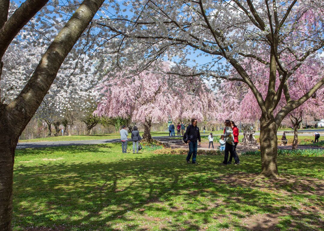 Shofuso Japanese House and Garden: Cherry Blossoms