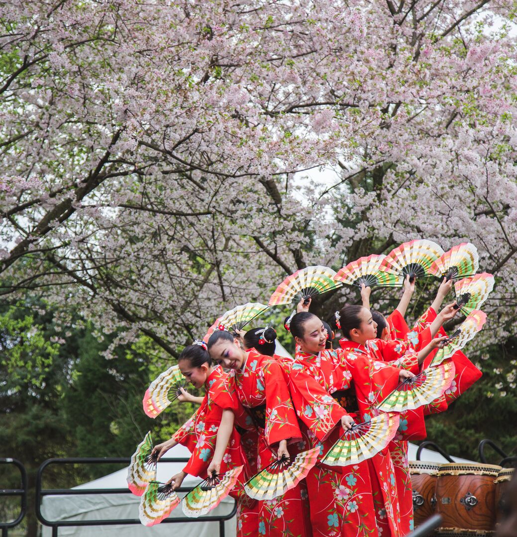 Cherry Blossom Festival