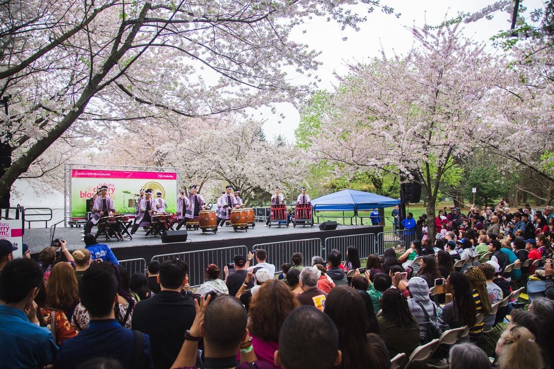 Cherry Blossom Festival