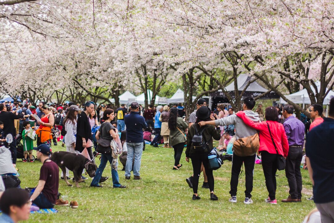 Cherry Blossom Festival