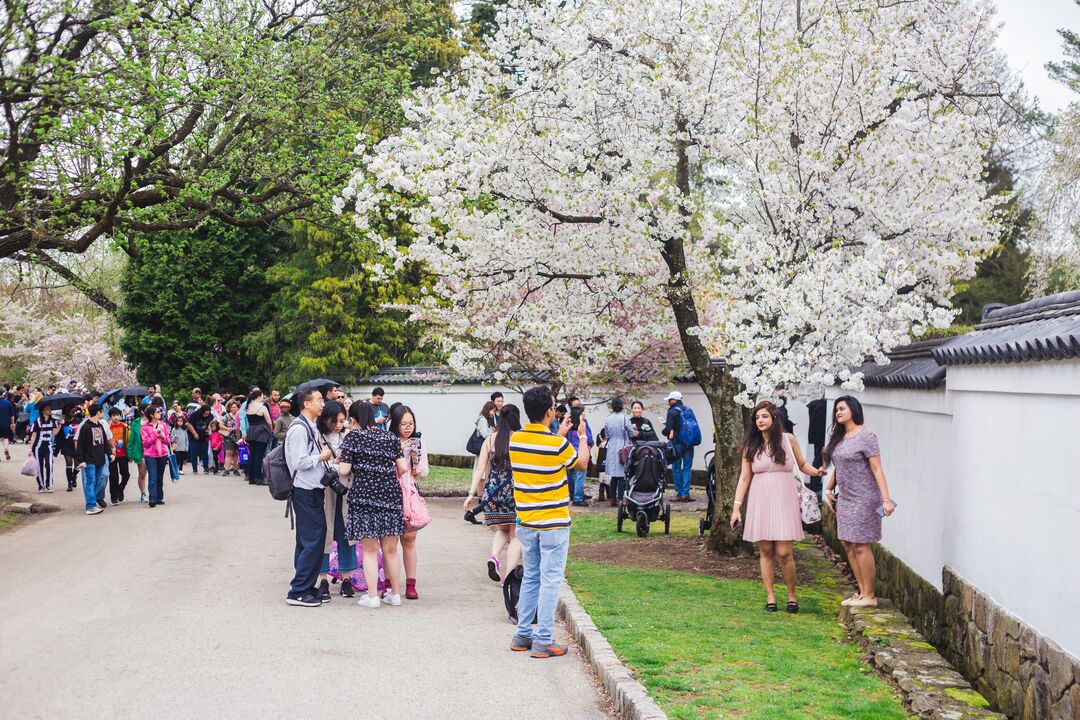 Cherry Blossom Festival