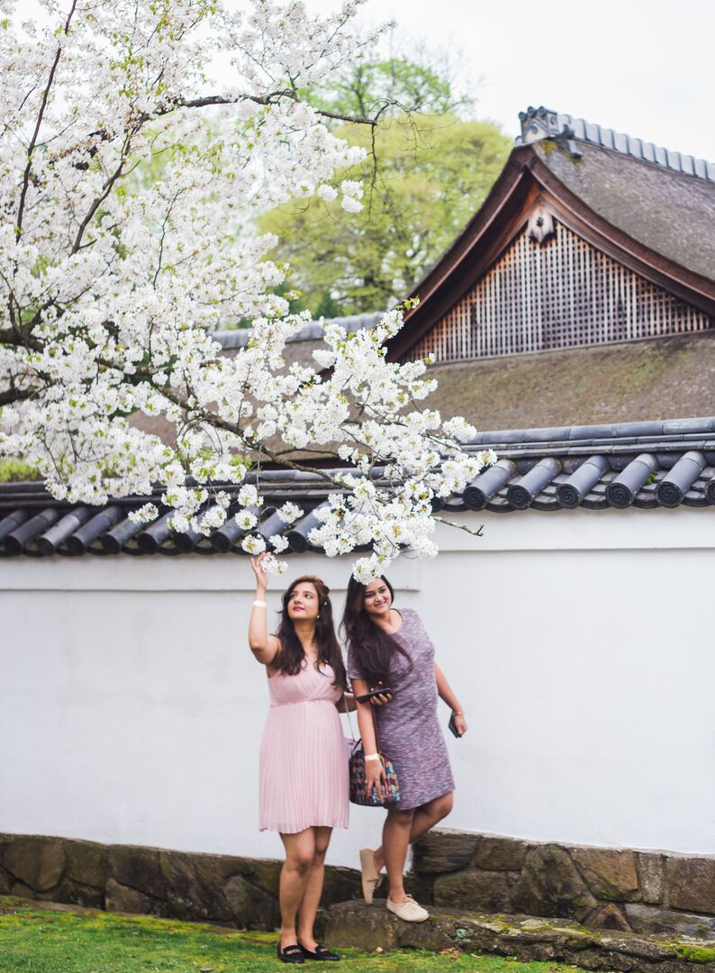 Cherry Blossom Festival