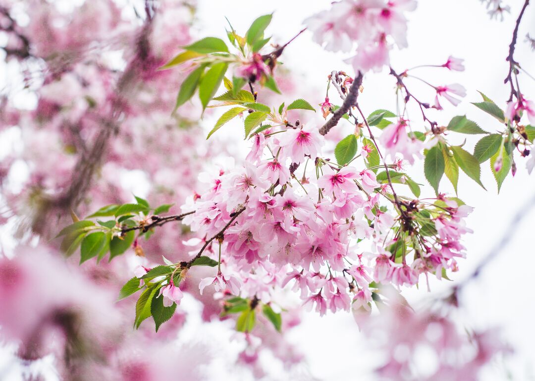 Cherry Blossoms, Fairmount Park