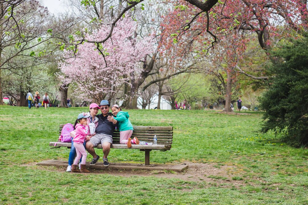 Cherry Blossom Festival