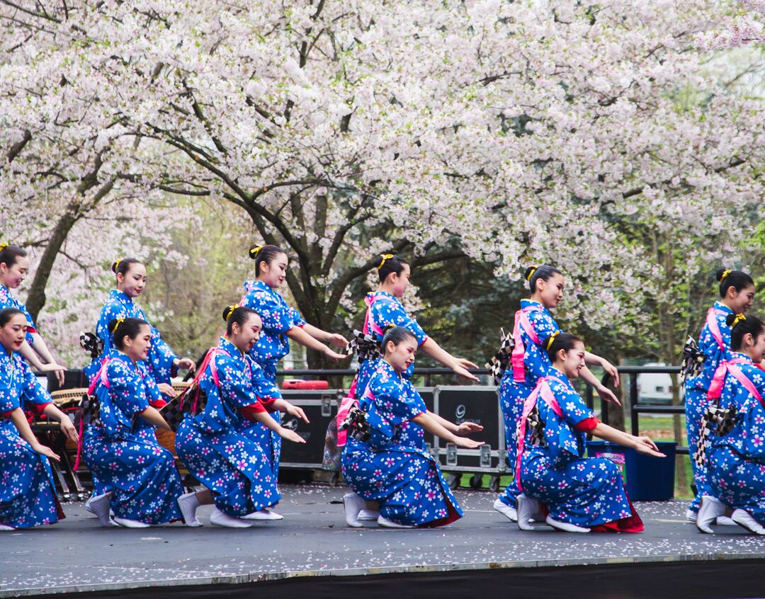 Cherry Blossom Festival