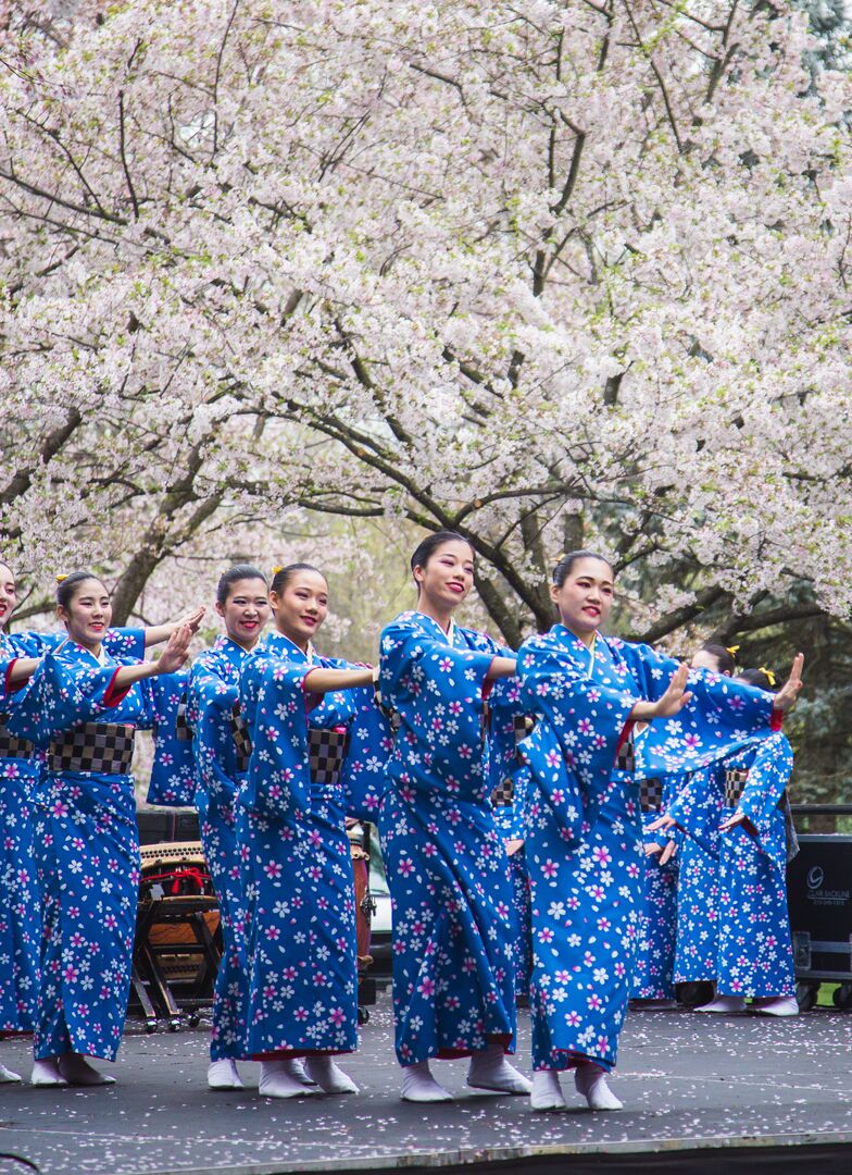 Cherry Blossom Festival