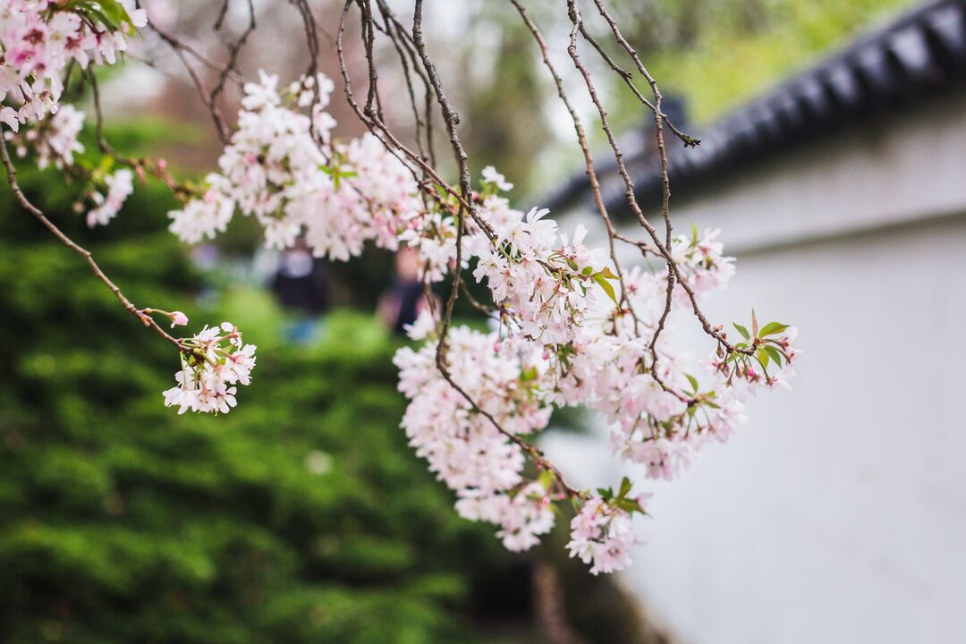 Cherry Blossom Festival