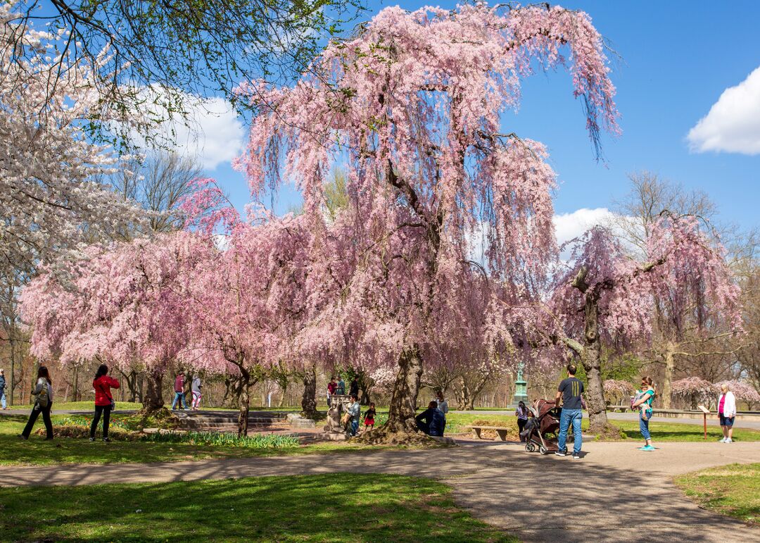 Shofuso Japanese House and Garden: Cherry Blossoms