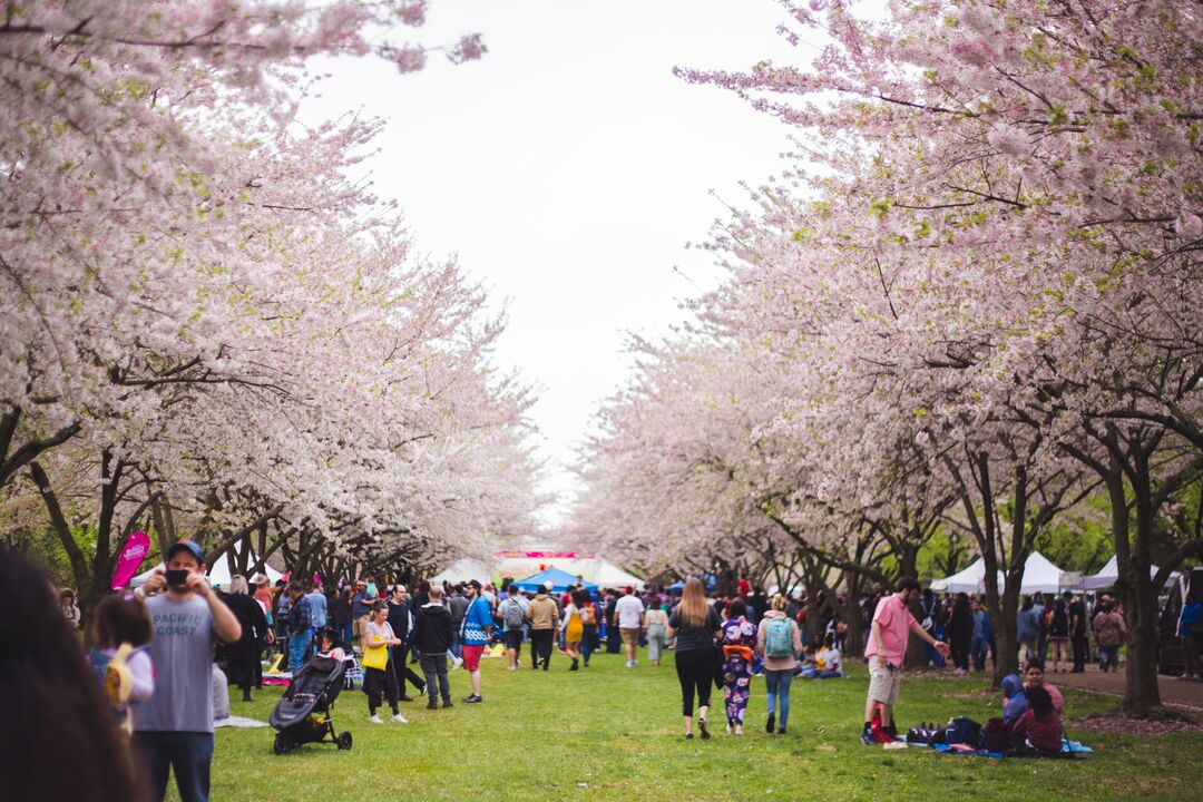 Cherry Blossom Festival