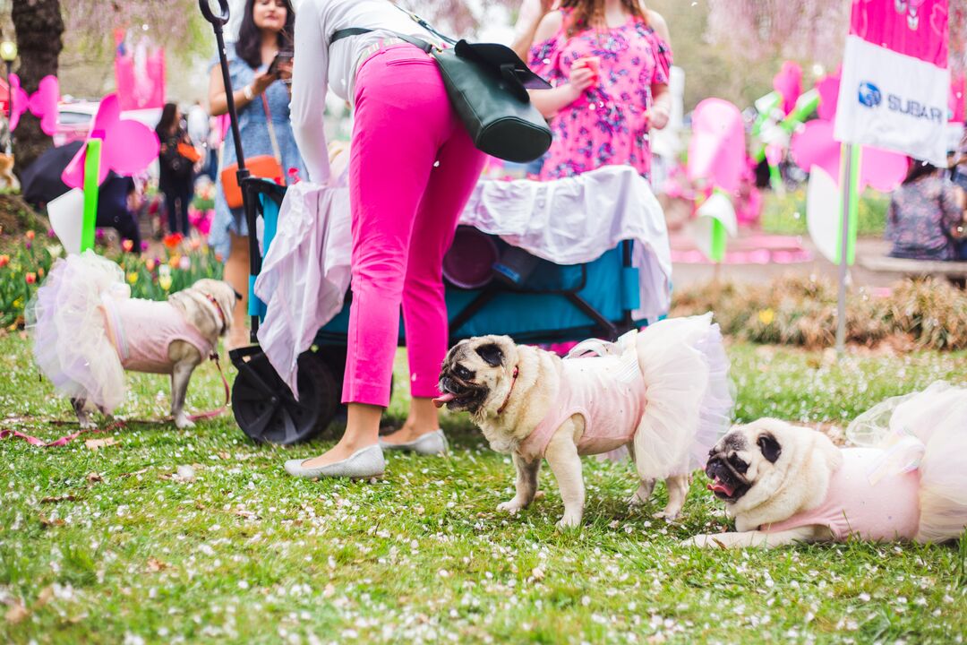 Cherry Blossom Festival