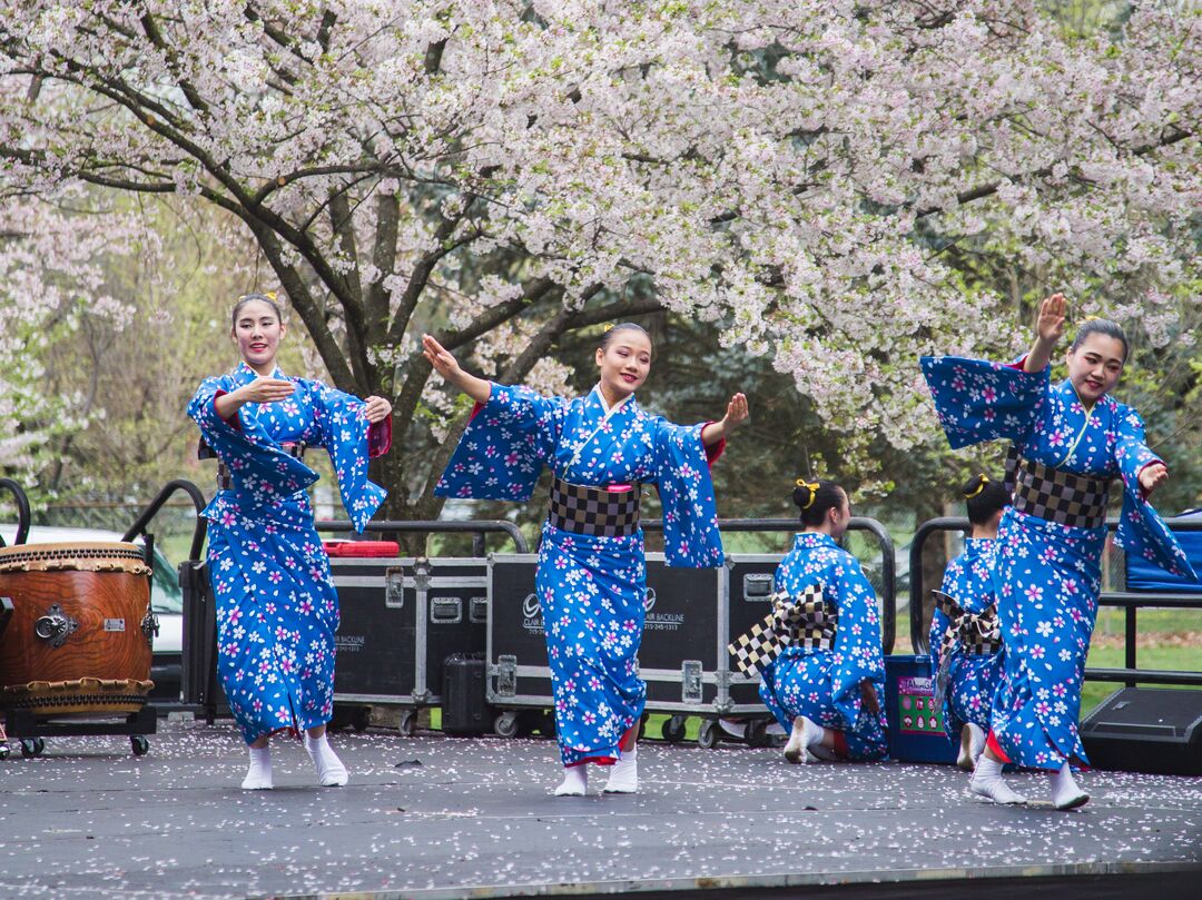 Cherry Blossom Festival