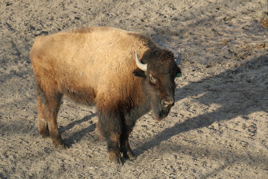 Crane Trust Bison