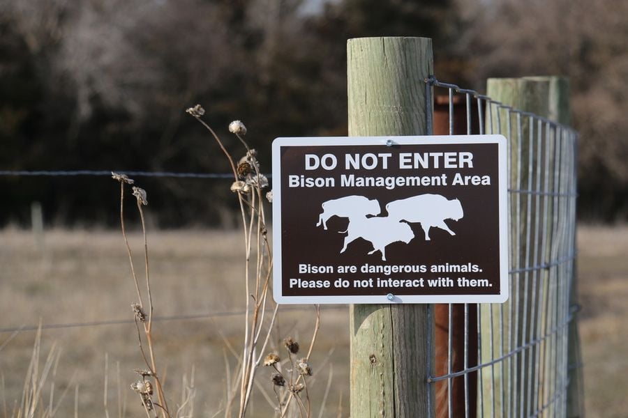 Crane Trust Bison