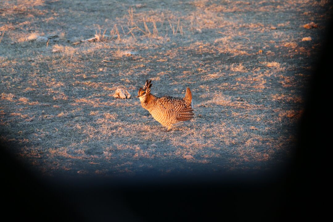 Prairie Chicken Viewing