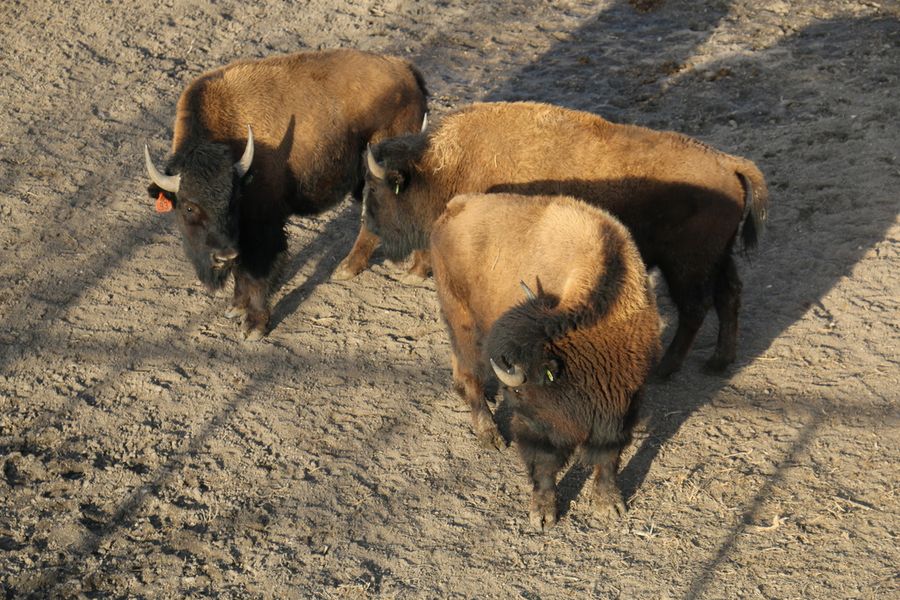 Crane Trust Bison