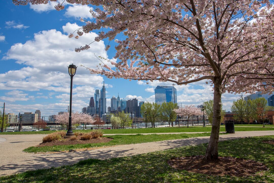 Drexel Park: Cherry Blossoms