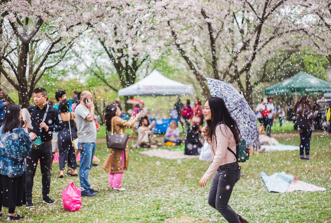Cherry Blossom Festival