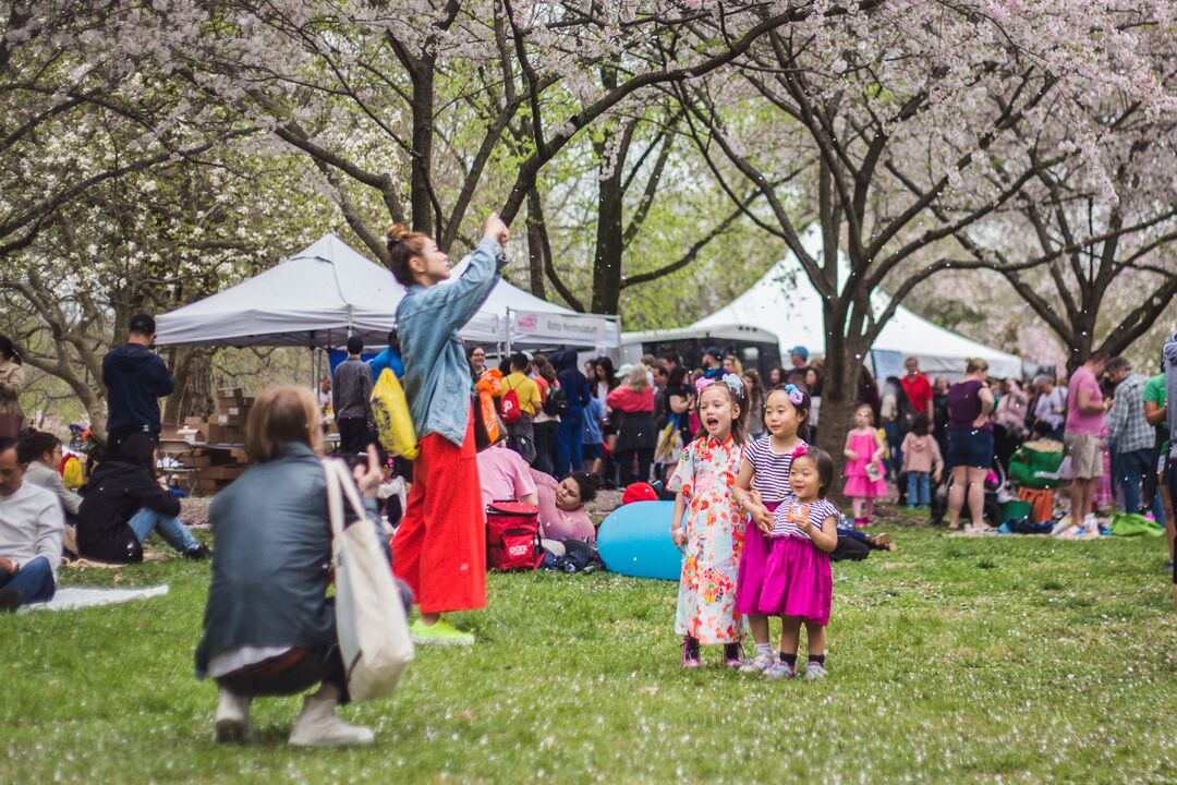 Cherry Blossom Festival