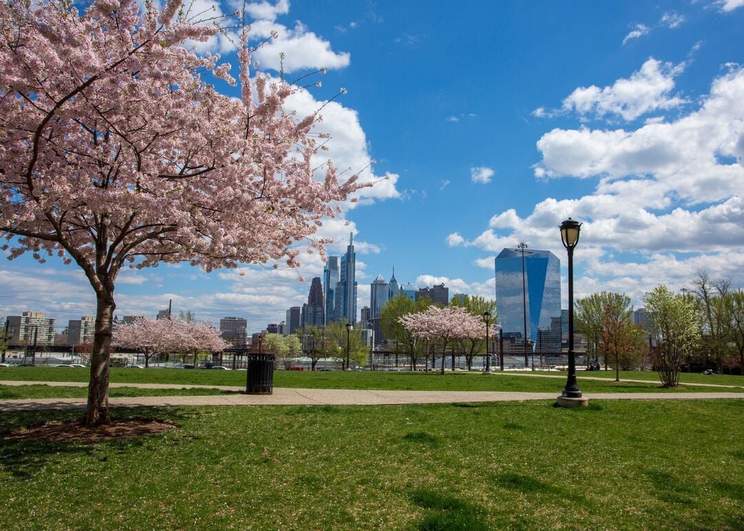 Drexel Park: Cherry Blossoms