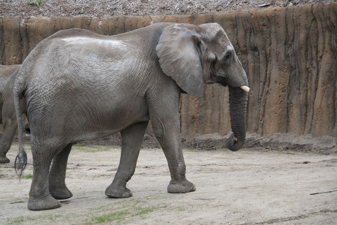 Elephants at Omaha Henry Doorly Zoo & Aquarium