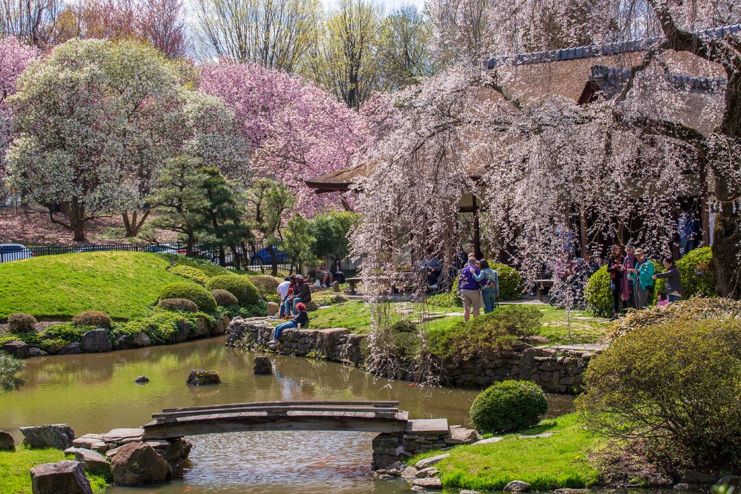 Shofuso Japanese House and Garden: Cherry Blossoms