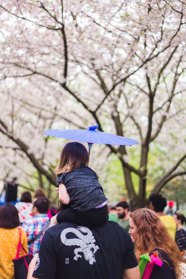 Cherry Blossom Festival