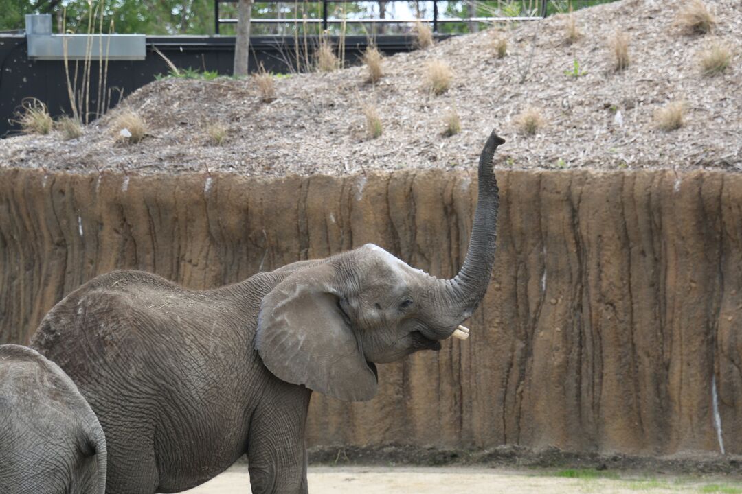 Elephants at Omaha Henry Doorly Zoo & Aquarium