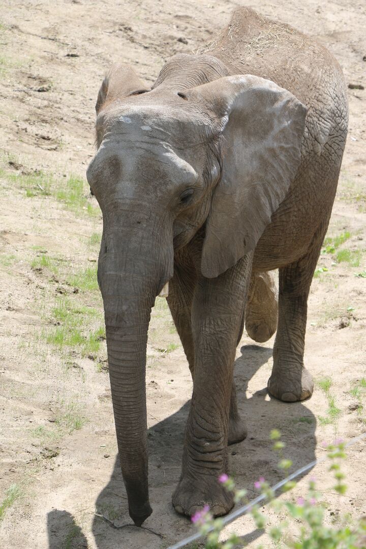 Elephants at Omaha Henry Doorly Zoo & Aquarium