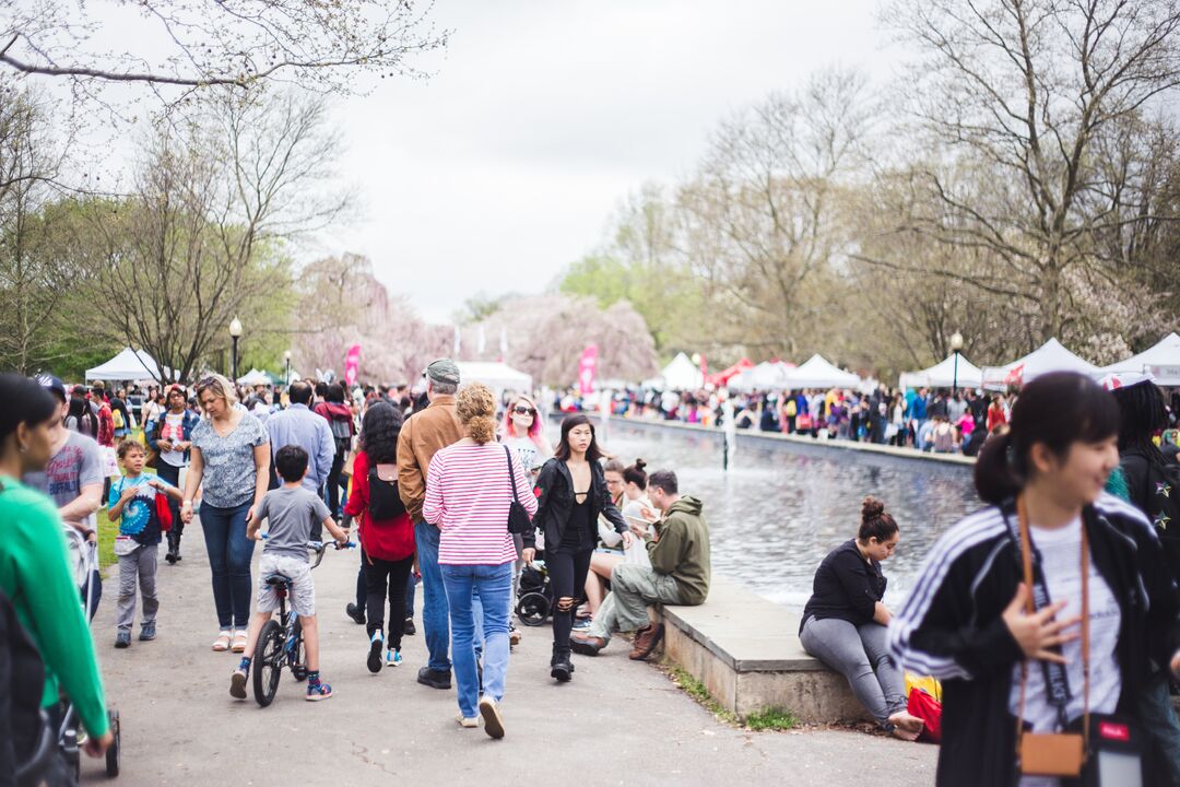 Cherry Blossom Festival