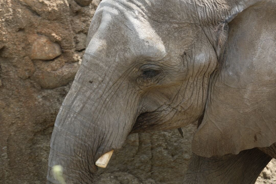 Elephants at Omaha Henry Doorly Zoo & Aquarium