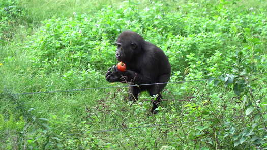 Philadelphia Zoo