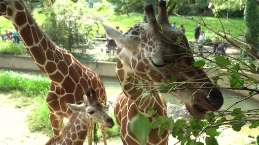 Philadelphia Zoo