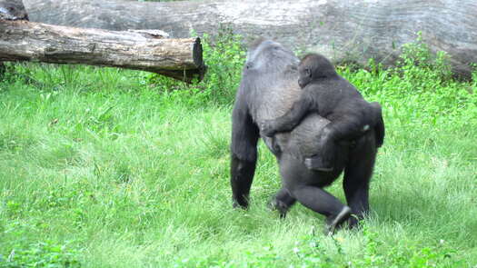 Philadelphia Zoo