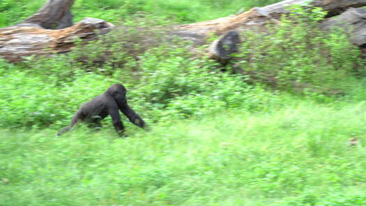 Philadelphia Zoo