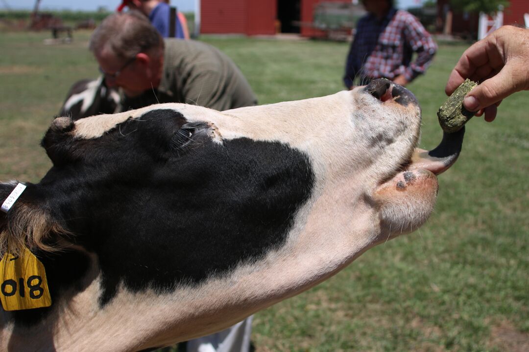 Wessel's Living History Farm