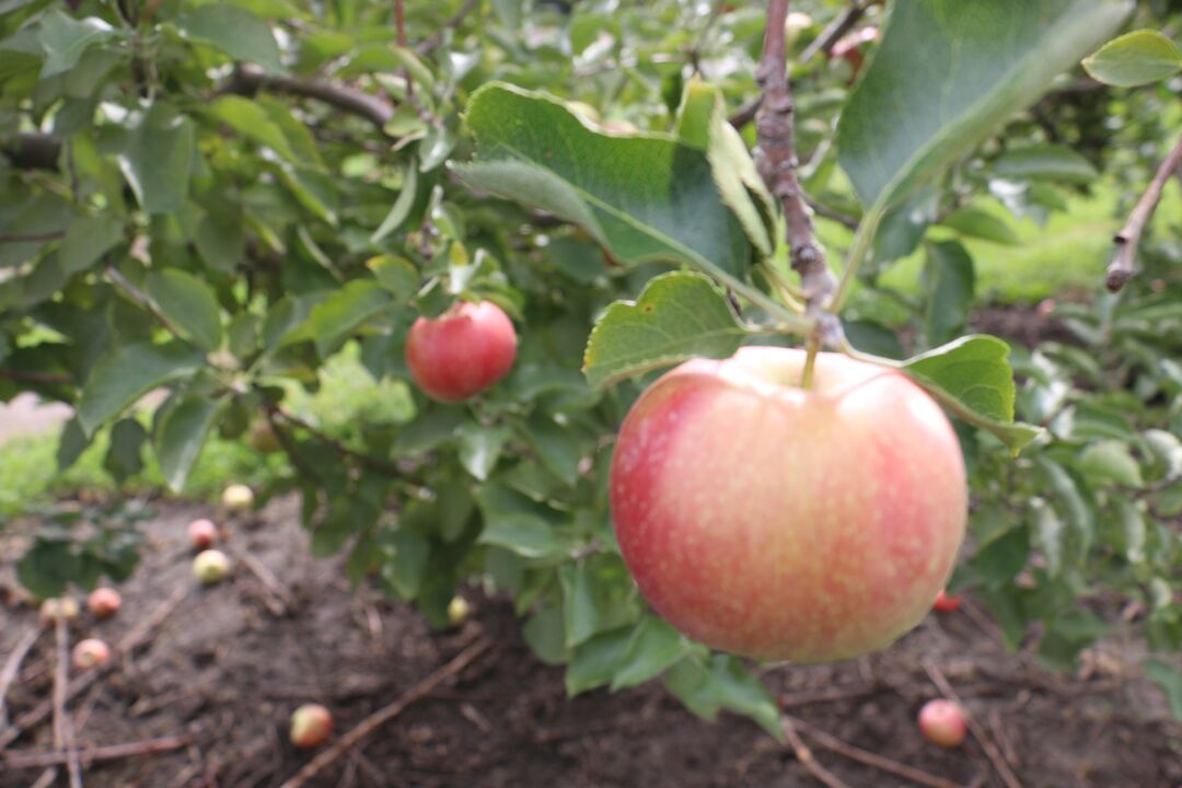 Arbor Day Farm