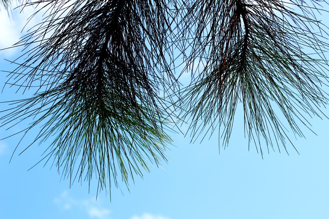 Pine needles sky