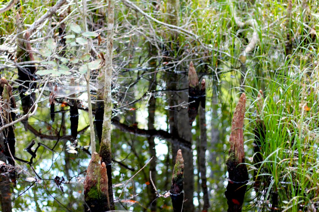 Buford cypress knees