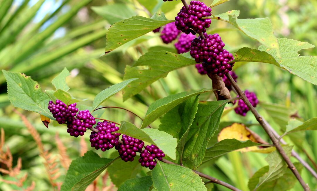 Beauty berry 1