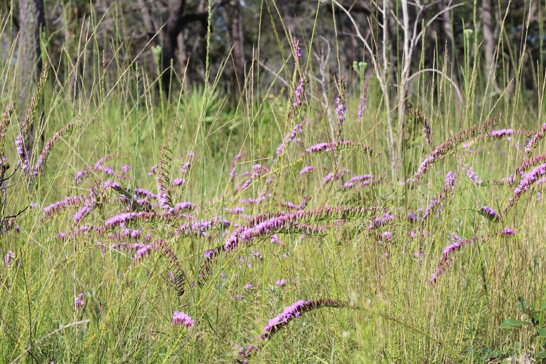 Purple flowers 1