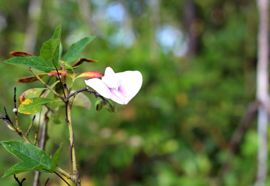 Sweet pea crop 1